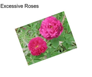 Excessive Roses