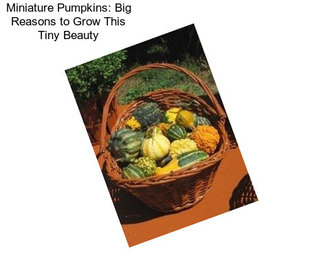 Miniature Pumpkins: Big Reasons to Grow This Tiny Beauty