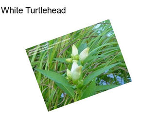 White Turtlehead