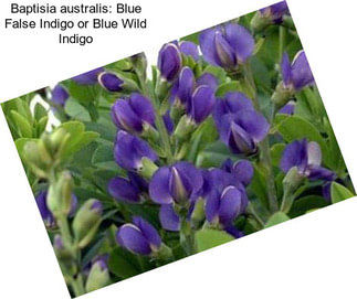 Baptisia australis: Blue False Indigo or Blue Wild Indigo