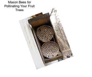Mason Bees for Pollinating Your Fruit Trees