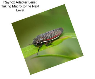 Raynox Adapter Lens: Taking Macro to the Next Level