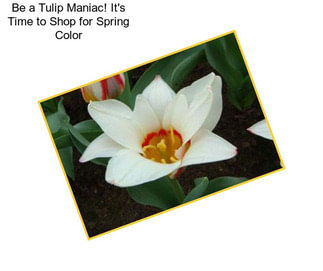 Be a Tulip Maniac! It\'s Time to Shop for Spring Color