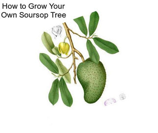 How to Grow Your Own Soursop Tree