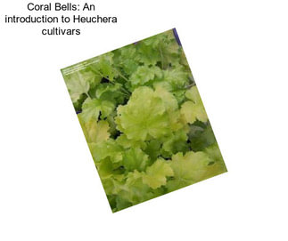 Coral Bells: An introduction to Heuchera cultivars