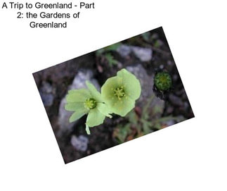 A Trip to Greenland - Part 2: the Gardens of Greenland