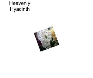 Heavenly Hyacinth