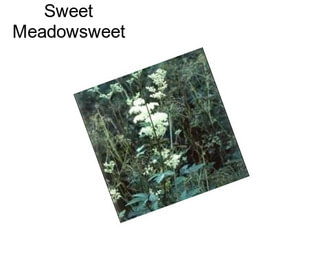 Sweet Meadowsweet