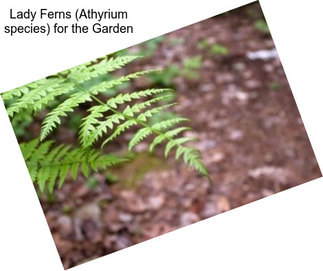 Lady Ferns (Athyrium species) for the Garden
