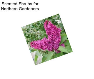 Scented Shrubs for Northern Gardeners