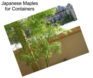 Japanese Maples for Containers