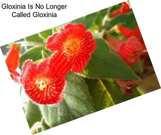 Gloxinia Is No Longer Called Gloxinia