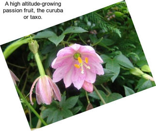 A high altitude-growing passion fruit, the curuba or taxo.