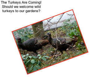 The Turkeys Are Coming! Should we welcome wild turkeys to our gardens?