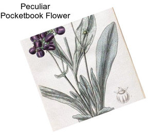 Peculiar Pocketbook Flower