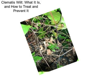 Clematis Wilt: What It Is, and How to Treat and Prevent It