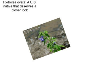 Hydrolea ovata: A U.S. native that deserves a closer look