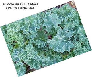 Eat More Kale - But Make Sure It\'s Edible Kale