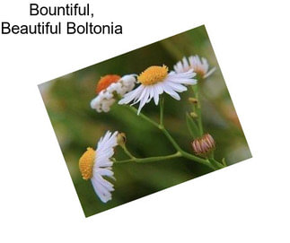 Bountiful, Beautiful Boltonia