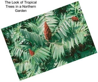 The Look of Tropical Trees in a Northern Garden