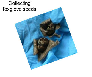 Collecting foxglove seeds