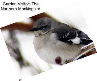 Garden Visitor: The Northern Mockingbird