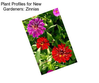 Plant Profiles for New Gardeners: Zinnias