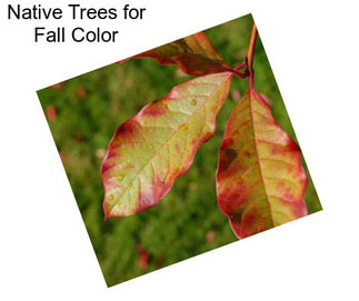 Native Trees for Fall Color