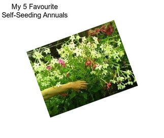 My 5 Favourite Self-Seeding Annuals