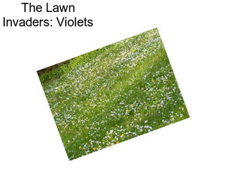 The Lawn Invaders: Violets