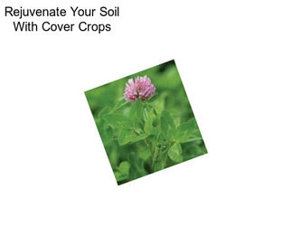 Rejuvenate Your Soil With Cover Crops