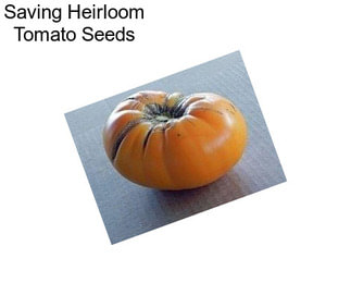 Saving Heirloom Tomato Seeds