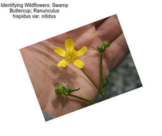 Identifying Wildflowers: Swamp Buttercup; Ranunculus hispidus var. nitidus