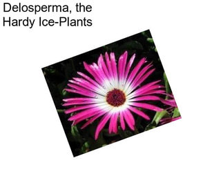 Delosperma, the Hardy Ice-Plants