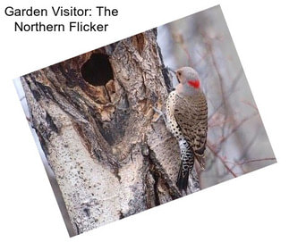 Garden Visitor: The Northern Flicker