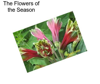 The Flowers of the Season