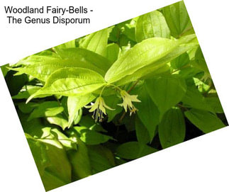Woodland Fairy-Bells - The Genus Disporum