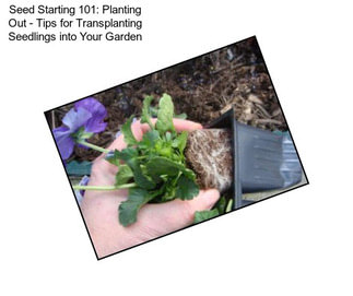 Seed Starting 101: Planting Out - Tips for Transplanting Seedlings into Your Garden