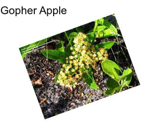 Gopher Apple