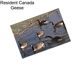 Resident Canada Geese