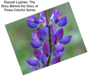 Russell Lupines: The Story Behind the Glory of Those Colorful Spires