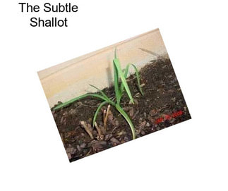 The Subtle Shallot