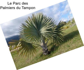 Le Parc des Palmiers du Tampon