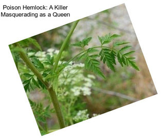 Poison Hemlock: A Killer Masquerading as a Queen