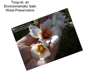 Tung-oil, an Environmentally Safe Wood Preservative