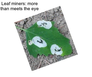 Leaf miners: more than meets the eye