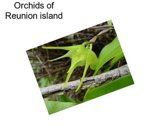 Orchids of Reunion island