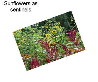Sunflowers as sentinels