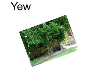 Yew