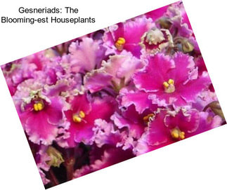 Gesneriads: The Blooming-est Houseplants